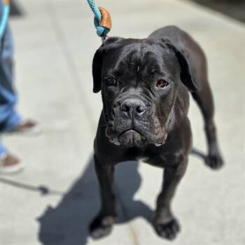 Cane Corso Dogs Available for Adoption in Las Vegas, Nevada - BAMBI | PetCurious