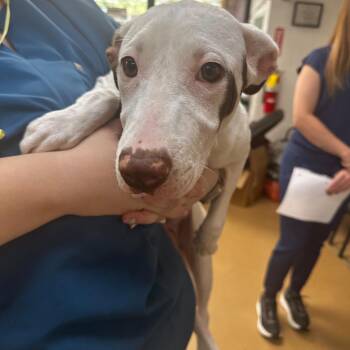Gretchen -  Mixed Breed Dog for Adoption in Gadsden, Alabama - Gretchen | PetCurious