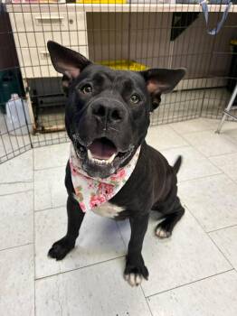 Minnie --Courtesy Post. Out of town pet. See below for details-- -  Pit Bull Terrier Dog for Adoption in Eagle, Idaho - Minnie --Courtesy Post. Out Of Town Pet. See Below For Details-- | PetCurious