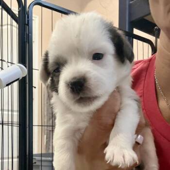 Honshu -  Dachshund and Chihuahua Dog for Adoption in Park Row, Texas - Honshu | PetCurious