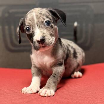 JUNIOR - ARRIVING IN MAINE JULY 18TH -  Mixed Breed Dog for Adoption in Berwick, Maine - JUNIOR - ARRIVING IN MAINE JULY 18TH | PetCurious