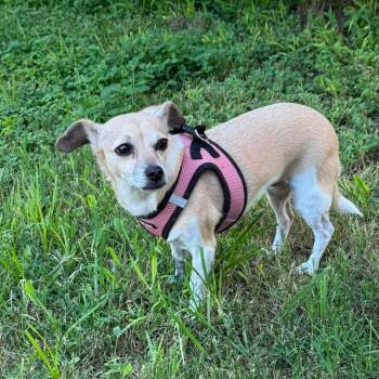 Lucy -  Chihuahua Dog for Adoption in Warren, Rhode Island - Lucy | PetCurious