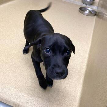 Pit Bull Terrier Dogs Available for Adoption - Peep #22394 | PetCurious