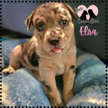 Elsa -  Australian Shepherd Dog for Adoption in Gilbert, Arizona - Elsa | PetCurious