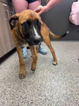 Root Beer -  Mixed Breed Dog Available for Adoption in Van Wert, Ohio - Root Beer | PetCurious