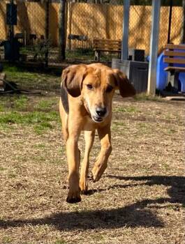 Hound Dogs Available for Adoption - Dodge | PetCurious