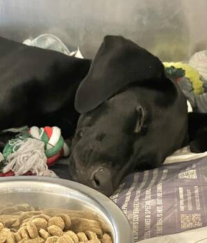 Adamena -  Labrador Retriever Dog for Adoption in Parma, Ohio - Adamena | PetCurious