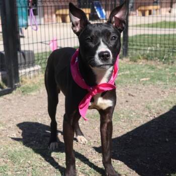 KIARA -  Terrier Dog for Adoption in San Antonio, Texas - KIARA | PetCurious