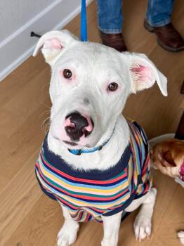 Bo - Handsome, Goofy Puppy -  Bulldog and Pit Bull Terrier Dog for Adoption in Sugar Land, Texas - Bo - Handsome, Goofy Puppy | PetCurious