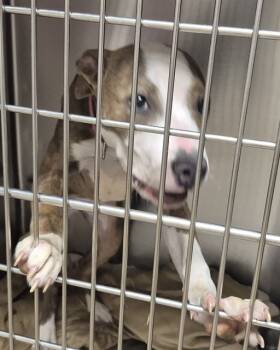 Rescue Pit Bull Terrier Dogs for Adoption in Decatur, Illinois - TIGER LILLY | PetCurious