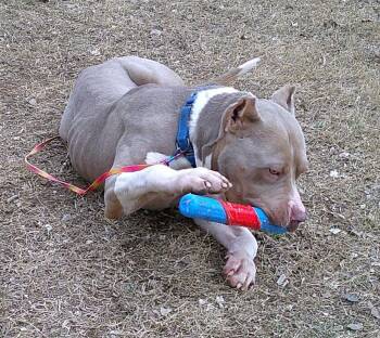 Terrier Dogs Available for Adoption - SAMMY | PetCurious