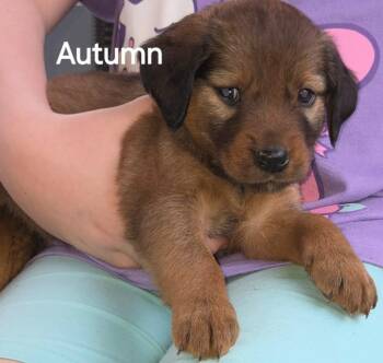 Mixed Breed Dogs Available for Adoption - Autumn | PetCurious