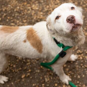 Rescue Mixed Breed Dogs for Adoption in Philadelphia, Pennsylvania - Lilly | PetCurious