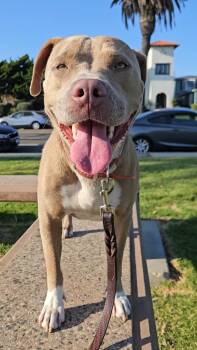 Rescue American Staffordshire Terrier Dogs for Adoption in Hermosa Beach, California - Fawn Sky #gorgeouseyes | PetCurious