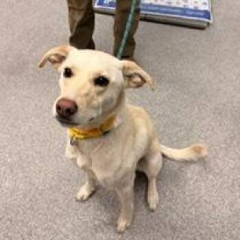 Madeline -  Husky and Shepherd Dog for Adoption in Durango, Colorado - Madeline | PetCurious