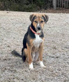Labrador Retriever and Hound Dogs Available for Adoption in Huntingtown, Maryland - Dabdoob | PetCurious