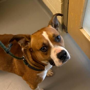 Mixed Breed Dogs Available for Adoption in Asheville, North Carolina - Huckle | PetCurious