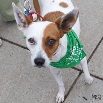 Terrier and Shepherd Dogs Available for Adoption in Washington, District Of Columbia - Pecas | PetCurious