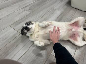 Australian Shepherd Dogs Available for Adoption in Maidens, Virginia - Remi  | PetCurious