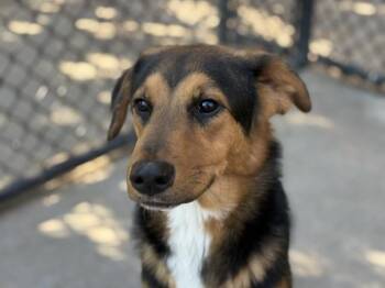 MONDO -  German Shepherd Dog and Mixed Breed Dog for Adoption in Tulsa, Oklahoma - MONDO | PetCurious