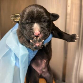 Mixed Breed Dogs Available for Adoption in Bentonville, Arkansas - Jake | PetCurious