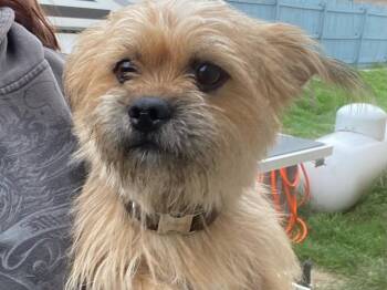 Terrier and Mixed Breed Dogs Available for Adoption in Broken Arrow, Oklahoma - Welu | PetCurious