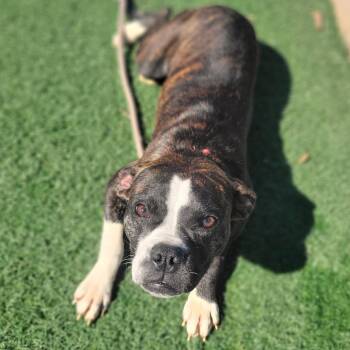 Terrier and Mixed Breed Dogs Available for Adoption in Abilene, Texas - Eloise | PetCurious