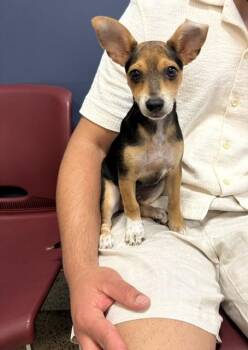 Beagle and Mixed Breed Dogs Available for Adoption in Doral, Florida - ASTRO | PetCurious