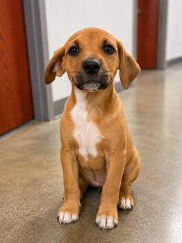 Butter -  Cattle Dog Dog for Adoption in Gautier, Mississippi - Butter | PetCurious