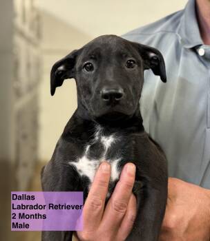 Rescue Black Labrador Retriever Dogs for Adoption in Blue Springs, Missouri - Dallas | PetCurious