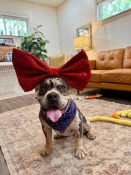 English Bulldog and Staffordshire Bull Terrier Dogs Available for Adoption in Friendswood, Texas - Doug Kissy The Lil Squishy Butterball | PetCurious