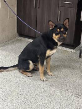 A431142 -  German Shepherd Dog and Mixed Breed Dog for Adoption in Conroe, Texas - A431142 | PetCurious