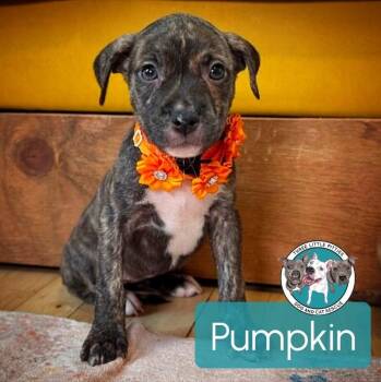 Pit Bull Terrier Dogs Available for Adoption - Pumpkin Muffin | PetCurious