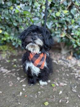 Rescue Shih Tzu Dogs for Adoption in South El Monte, California - Michael | PetCurious