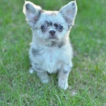 Freya -  Chihuahua Dog for Adoption in West Caldwell, New Jersey - Freya | PetCurious