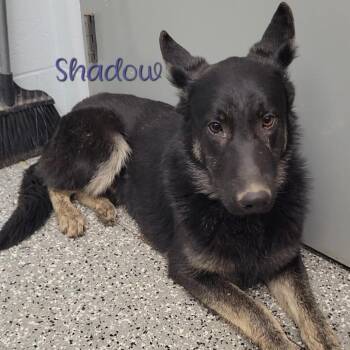 German Shepherd Dog Dogs Available for Adoption in Parkersburg, West Virginia - Shadow | PetCurious