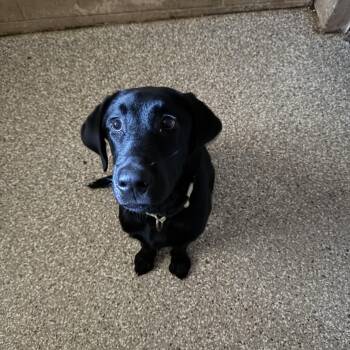 Billy -  Black Labrador Retriever Dog for Adoption in Hendersonville, Tennessee - Billy | PetCurious