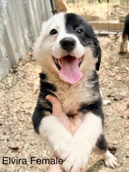 Elvira -  Border Collie Dog for Adoption in Manchester, Connecticut - Elvira | PetCurious