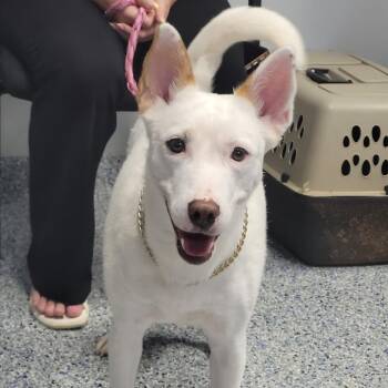 Marshmallow -  Mixed Breed Dog for Adoption in Greenville, South Carolina - Marshmallow | PetCurious