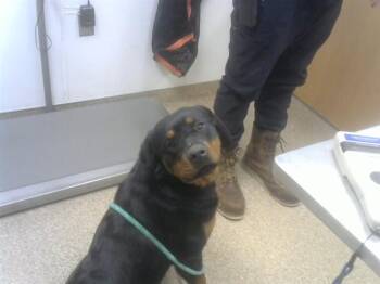 Rottweiler and Mixed Breed Dogs Available for Adoption - STEVIE | PetCurious