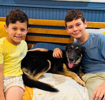 Sushi Soft Life -  German Shepherd Dog and Australian Shepherd Dog for Adoption in Friendswood, Texas - Sushi Soft Life | PetCurious