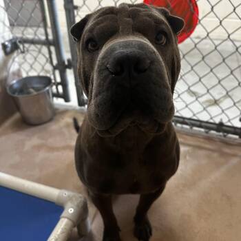 Chanel -  Shar Pei Dog for Adoption in Reno, Nevada - Chanel | PetCurious