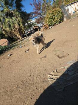 Rescue Border Terrier Dogs for Adoption in Lucerne Valley, California - Ozzie | PetCurious