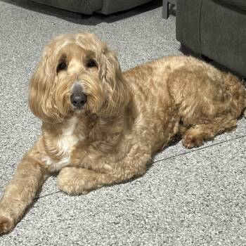Lilly 53 lbs -  Goldendoodle Dog for Adoption in Antwerp, Ohio - Lilly 53 Lbs | PetCurious