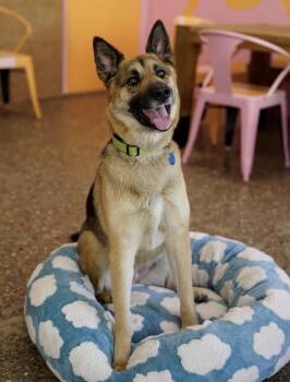 Lisa -  German Shepherd Dog Dog for Adoption in Pasadena, California - Lisa | PetCurious