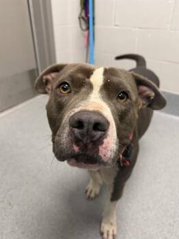 COSMO -  Pit Bull Terrier Dog for Adoption in Indianapolis, Indiana - COSMO | PetCurious