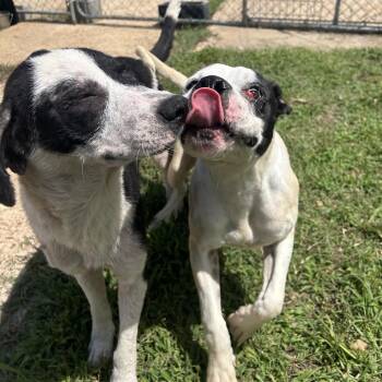 Oscar -  Boxer and Mixed Breed Dog for Adoption in West Point, Mississippi - Oscar | PetCurious
