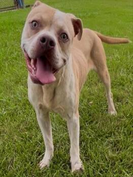 STEWART -  Pit Bull Terrier and Mixed Breed Dog for Adoption in Grovetown, Georgia - STEWART | PetCurious