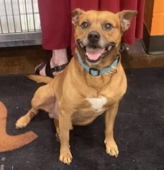 Baby -  Mixed Breed Dog for Adoption in Cincinnati, Ohio - Baby | PetCurious