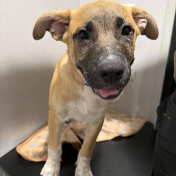 Doc -  Black Mouth Cur and Mixed Breed Dog for Adoption in Tampa, Florida - Doc | PetCurious